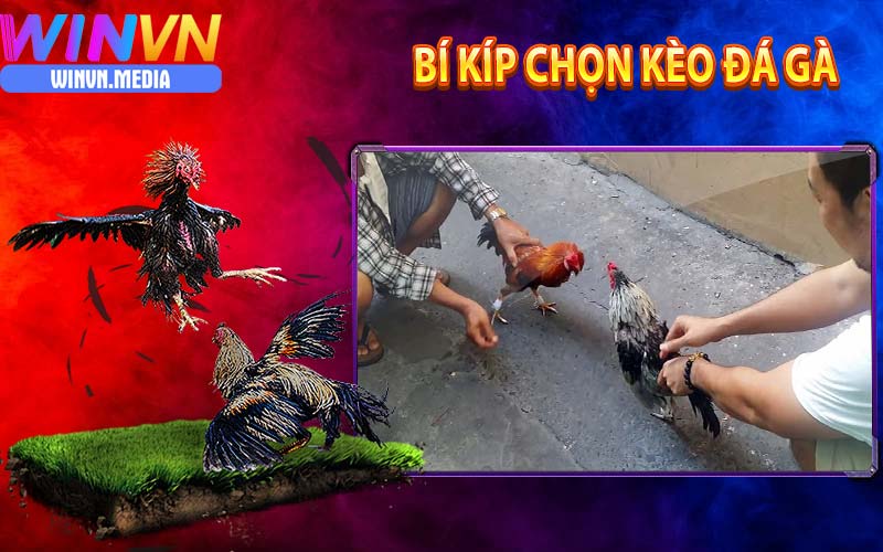 Bí kíp chọn kèo cá cược đá gà